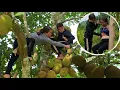 Download Lagu Van Anh showed great concern for Minh's baby. A fragrant jackfruit harvest day for Minh and Van Anh.