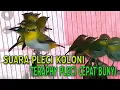 Lagu SUARA PLECI DALAM KOLONI BIKIN PLECI CEPAT BUNYI BUKA PARUH