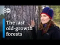 Download Lagu Can Lapland’s primeval forests be saved? | DW Documentary