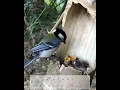 Download Lagu Burung Gelatik, suara gelatik batu untuk pancingan \u0026 terapy.
