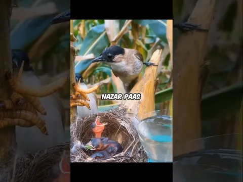 WHY DID THE BIRDS EAT THE WORMS?