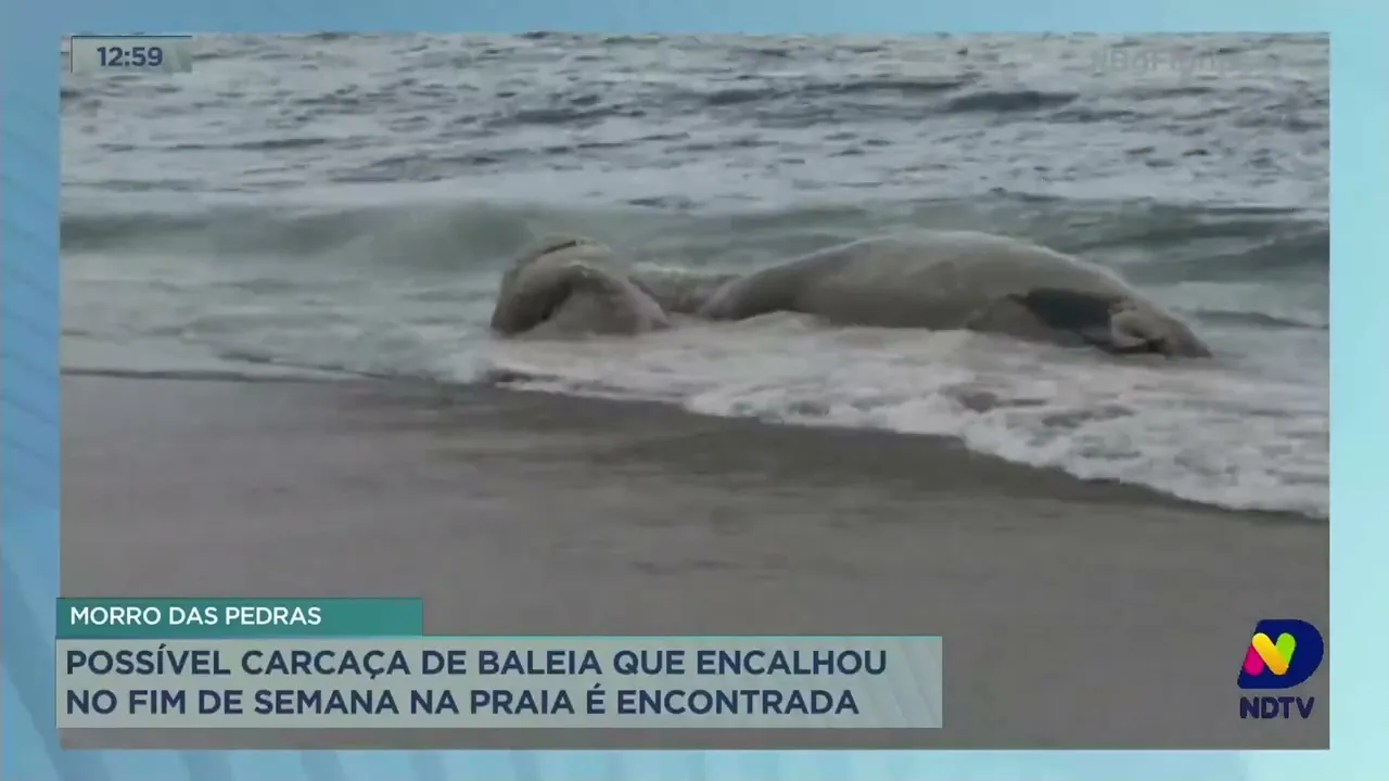 Morro das Pedras: possível carcaça de baleia que encalhou no fim de semana na praia é encontrada