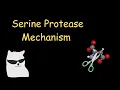 serine protease mechanism ~ super cool edition
