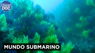 El Caribe Español: La Increíble Vida Marina del Parque Nacional de Cabrera | Planet DOC