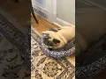 What a PUG SNORE sounds like