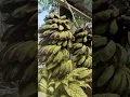 Download Lagu Menakjubkan... buah pisang tanpa pohon rekayasa genetik yang sangat unik