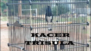 pancingan kacer konslet gacor full isian
