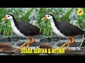 Download Lagu Suara Ruak Ruak jantan dan betina 🔴suara pikat