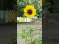 Download Lagu #nature #naturelovers #beautifulnature #flowers #sunflower
