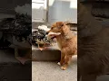 The dog warmly invites duck and duck to its home to play