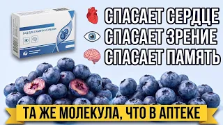 Голубика: ягода, которую 18 лет изучали в Гарварде — и вот что нашли