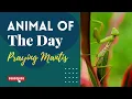 Praying Mantis - Animal of the Day Educational Animal s for Kids Homeschoolers and Teachers