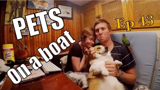 Pets On A Boat | Sailing Wisdom Ep 43