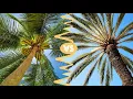 What s the Difference Between Coconut Trees and Palm Trees