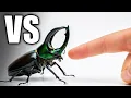 Human Finger vs Deadliest Insects - The Result Will Shock You