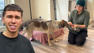 professional dog trainer comes to help terrified rescue