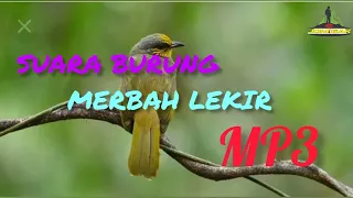 Download SUARA PIKAT BURUNG MERBAH LEKIR TERBAIK MP3
