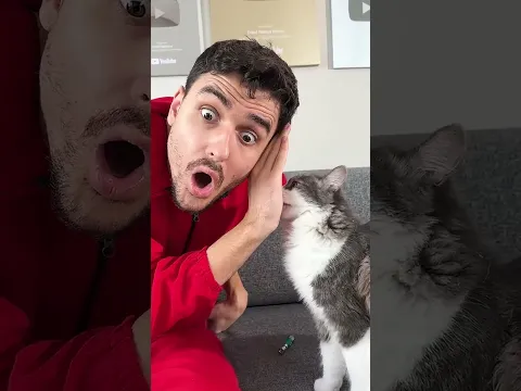 CRAZY FUNNY CAT 😂 #shorts