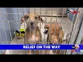 Inside the County of El Paso s plans for a new animal shelter