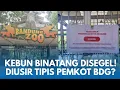 Lagu PROTES! PENGELOLA KEBUN BINATANG BANDUNG 'DIUSIR TIPIS-TIPIS'! Bandung Zoo Disegel Satpol