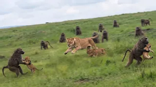 Baboons Steal Lion Cubs and Run — Mother in Full Pursuit