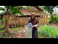 Download Lagu BANJIR AIR MATA MELIHAT KESEHARIAN BIDADARI CANTIK YANG TINGGAL DI RUMAH TUA