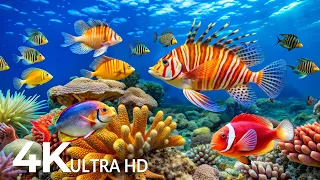 AQUARIUM 4K ULTRA HD Beautiful Fish Swimming Colorful Sea Life Video Deep Sleep Music 3 