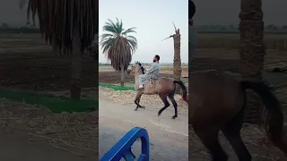 اكسبلور الفنان أنور عبد العزيز Funny احنا الصعايده 