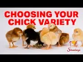 How to Choose the Right Chick Variety