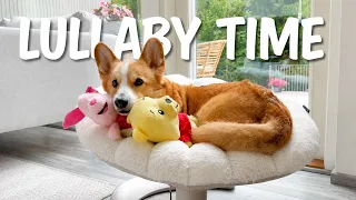 BEDTIME - Topi the Corgi