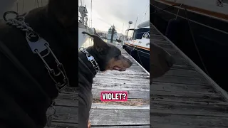 #fyp #dream #boat #pets #doberman