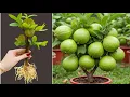 Download Lagu New Ideas Of Propagate Guava Tree From Cutting Faster With Apples, how to Grow guava trees 