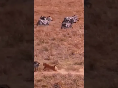 The Lion Locks Onto a Zebra and Takes It Down Instantly 狮子看准了斑马 一出手直接按死 #animals 【跟着图尔去旅行】