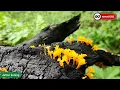 Jamur kuning | yellow mushroom