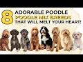 Top 8 Poodle Mix Breeds That Will Melt Your Heart Cutest Doodles Ever