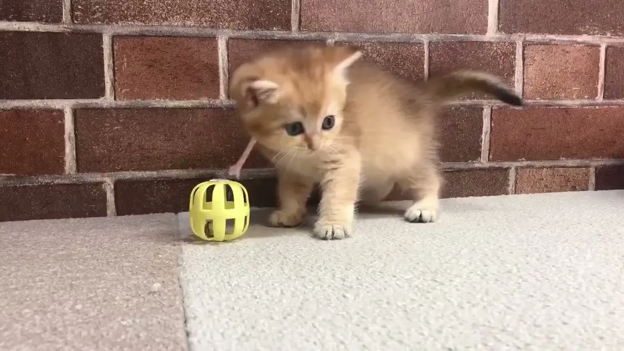 動画