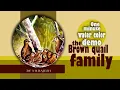One Minute Water color Painting - the brown quail family