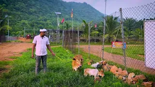 The Shorter the Cuter - Nadipathy Mother Cow & Baby #vlog #viral #video #popular #india #pets