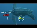 Species At Risk In Atlantic Canada - Leatherback Sea Turtles