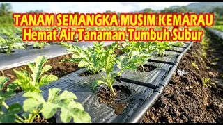 CARA MENANAM SEMANGKA DI MUSIM KEMARAU EKSTRIM AGAR HEMAT AIR PART 1