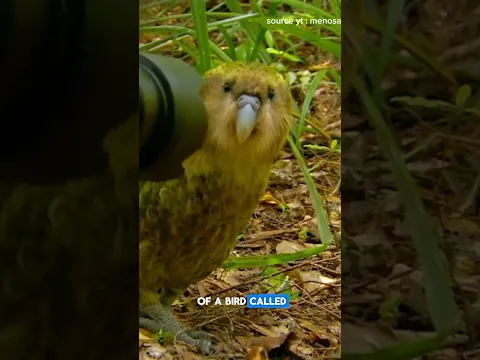 kakapo, a unique bird threatened with extinction