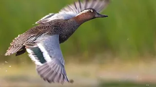 صوت الشرشير الصيفي او الكراط   اريد دعمكم شباب لايك وتعليق حلو مثلكم  دندنها