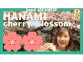 Download Lagu Hanami(Cherry blossom) in Japan | Japanese excursion lesson