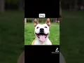 Download Lagu How animals see the world😳 | (TikTok Compilation) #shorts