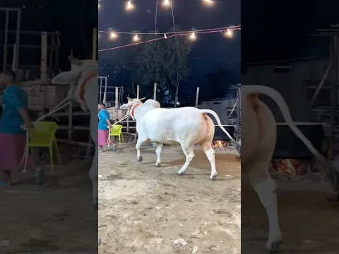 Stubborn muscular Indian street cow is led back to the barn after display 🐄🔥