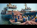Terrifying Deep Sea Shrimp Hunt – Japanese Fishermen Catch 100 Tons of Giant Squid, Shrimp Every Day