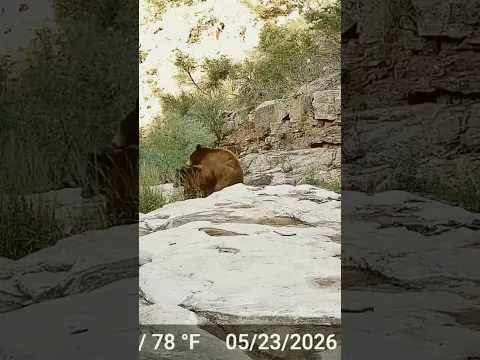 COSAS DEL MUNDO ANIMAL