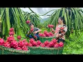 Download Lagu Harvesting dragon fruit together. Eat a cup of nutritious black bean tea. Motorcycle maintenance