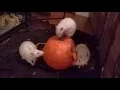 Pumpkin for the rats RattieMischief