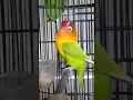 Download Lagu Love Bird Ngekek Durasi Panjang !!! Pemancing Love Bird